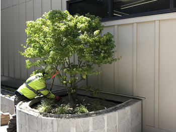 A landscaper finishing up planting a tree in a planter at the side of the library.