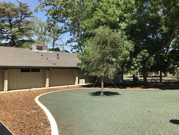 The lawn area at the front of the Turlock Library main entrance, near the parking lot, with grass, a newly planted tree, and a bordered area with bark mulch. The tan walls are in the background with several mature trees.